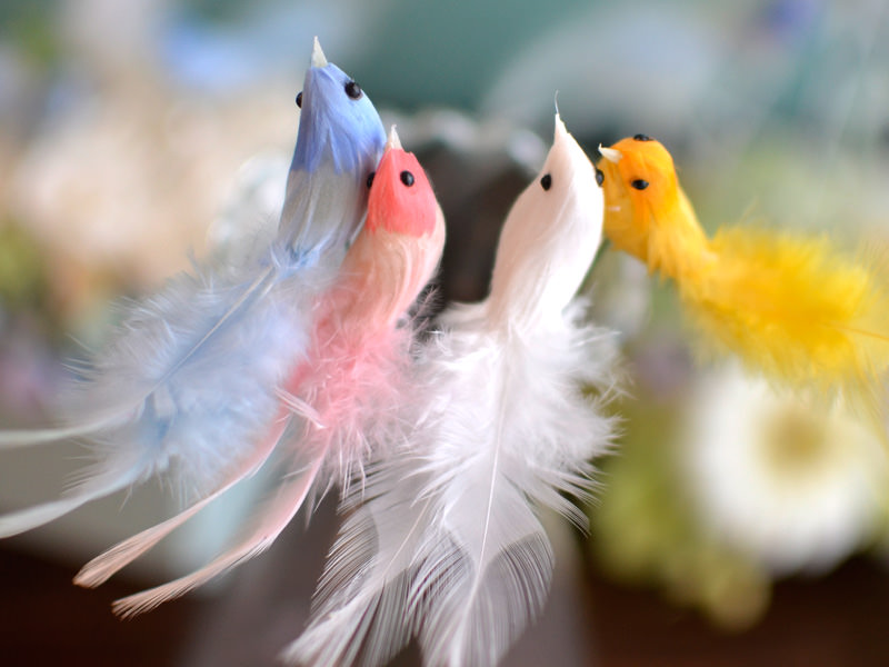 選べる小鳥のカラー